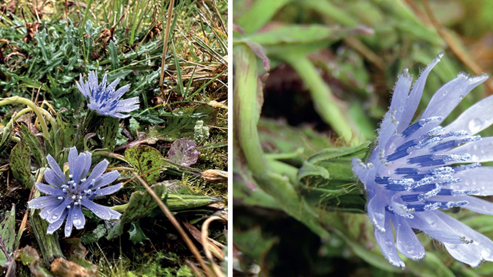Rare purple-petaled alpine plant discovered in the Sikkim Himalayas